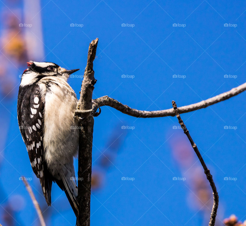 Woodpecker 