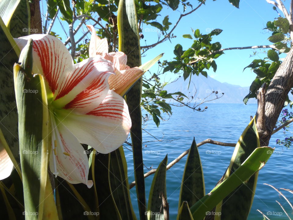 Amaryllis view. Amaryllis overlooking Lake Atitlan and volcano 