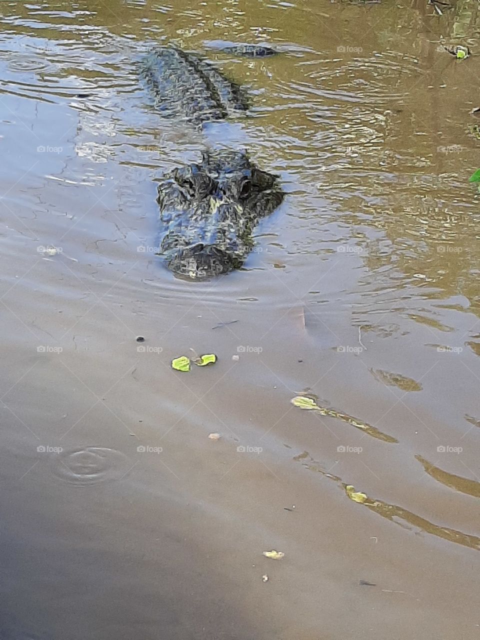 Alligators are watching
