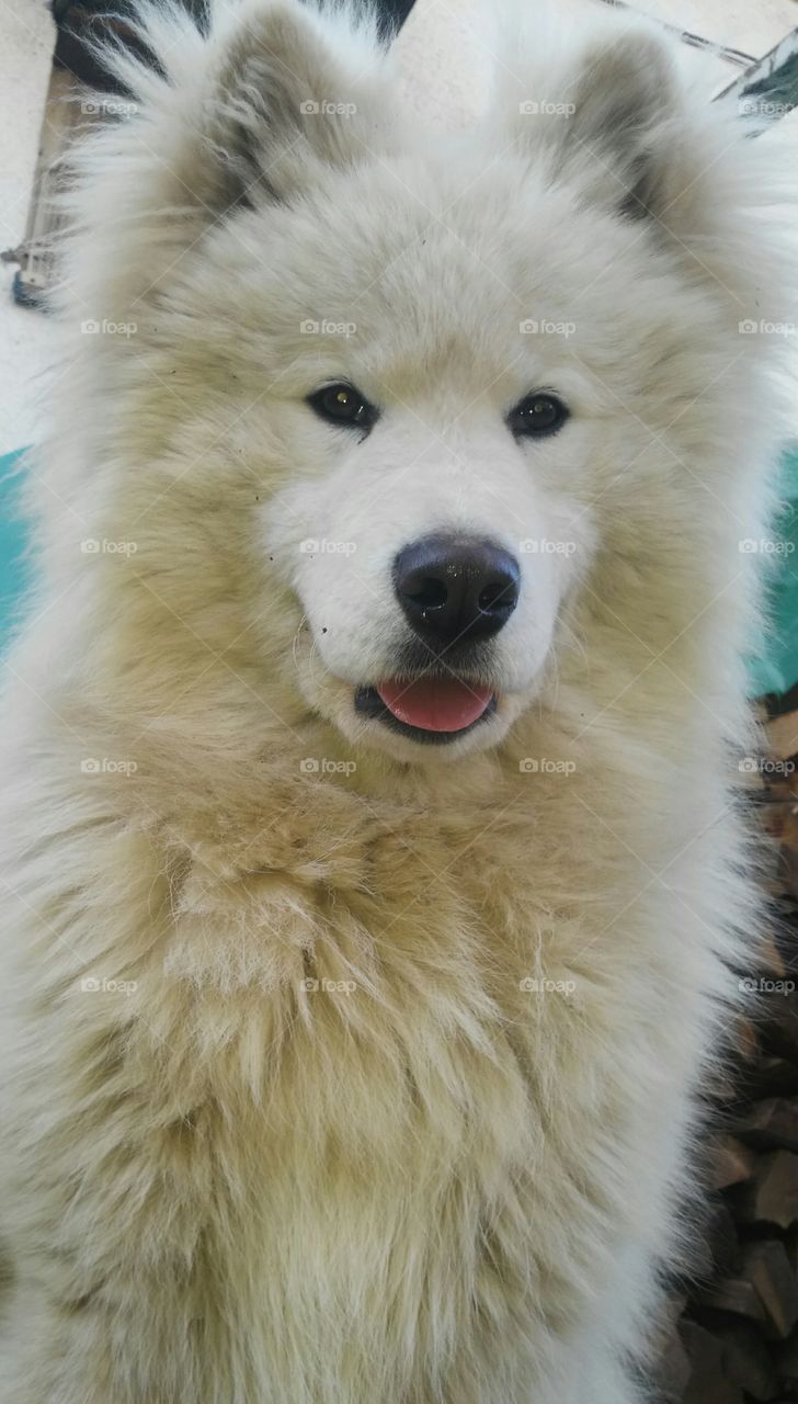 Siberian Samoyed,my dog