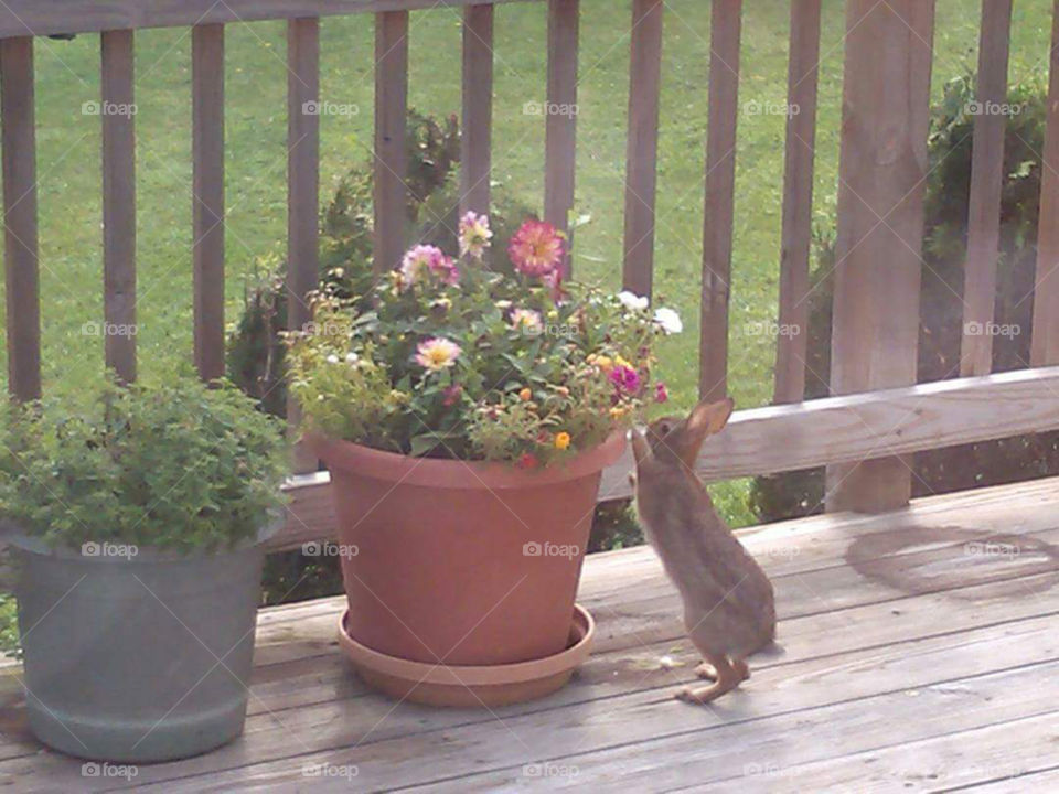 snacking bunny rabbit. Caught this little guy helping himself to the flowers on my deck