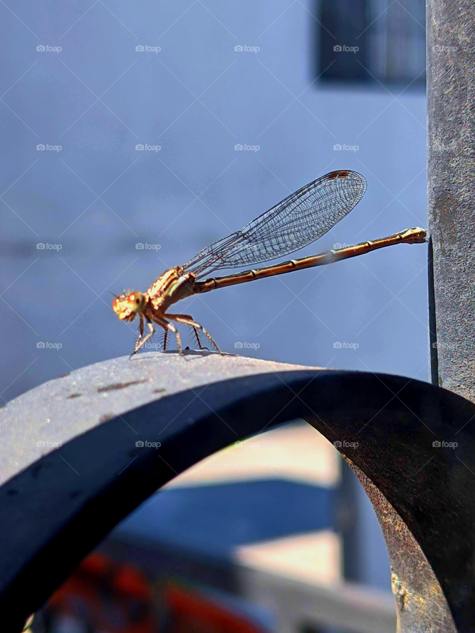 Dragonfly