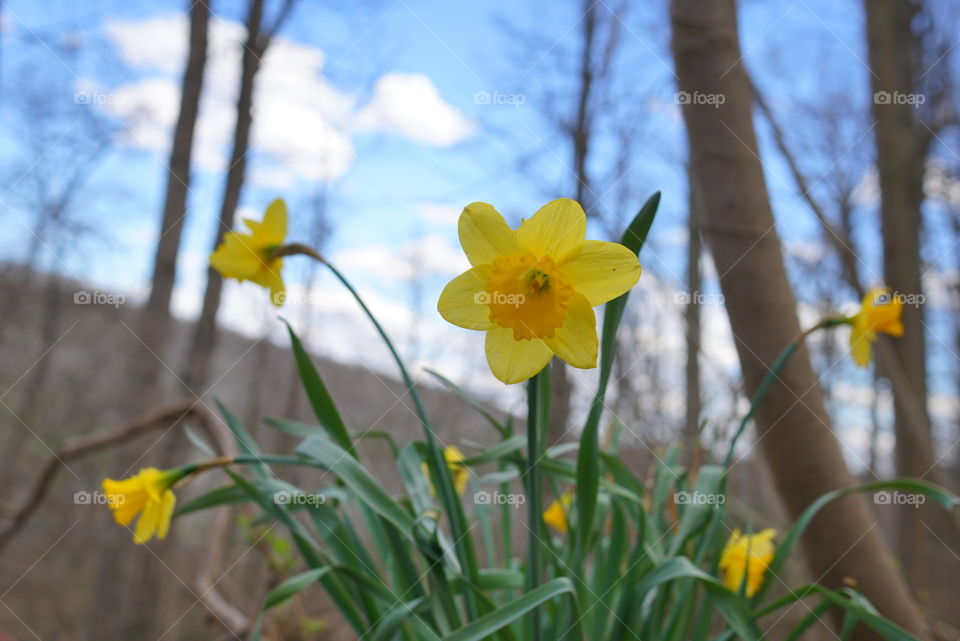 Flower in Spring