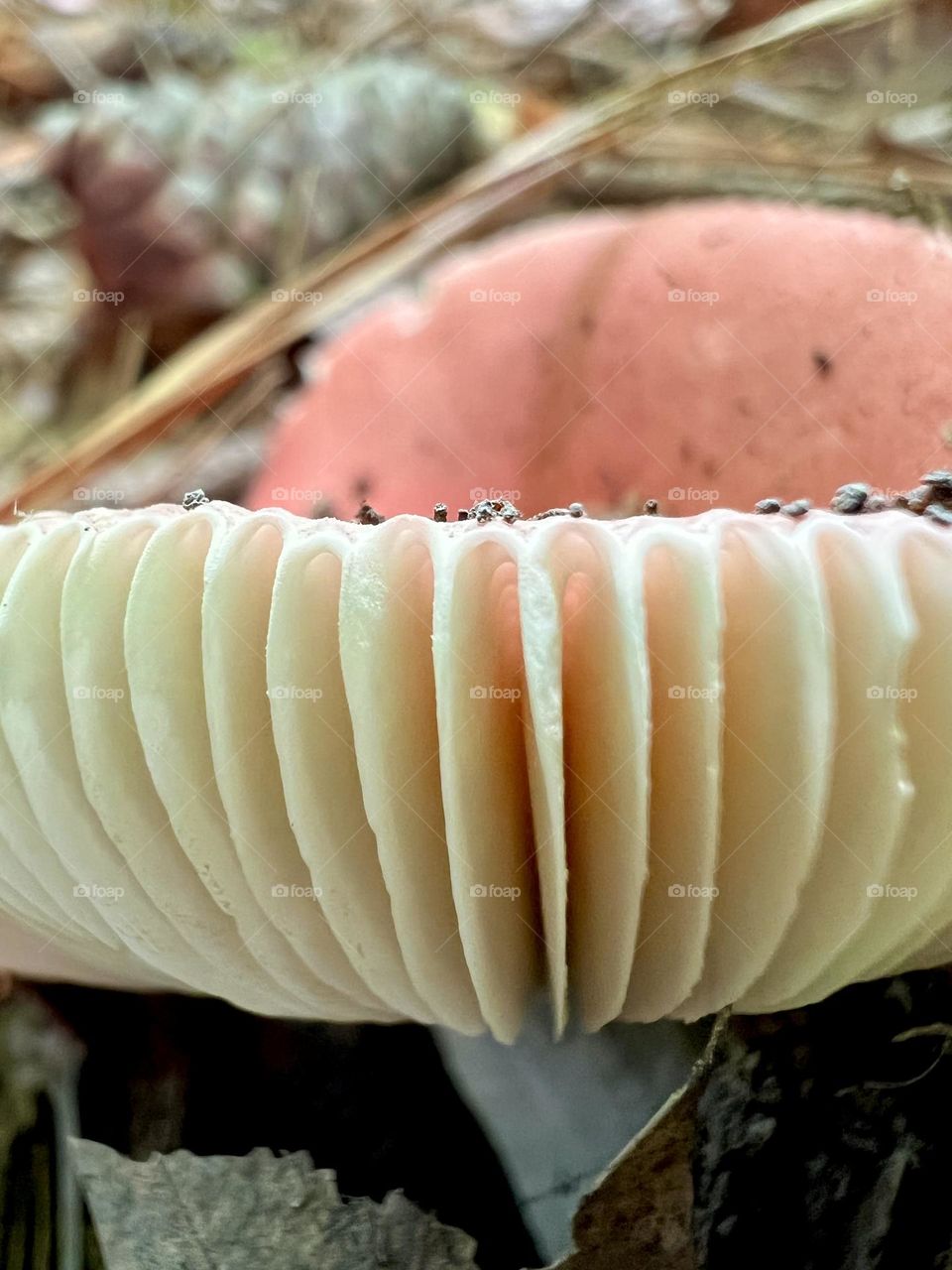 Macro view of gills and tiny grains of dirt. The wild mushroom only just pushed its way into the sunlight.