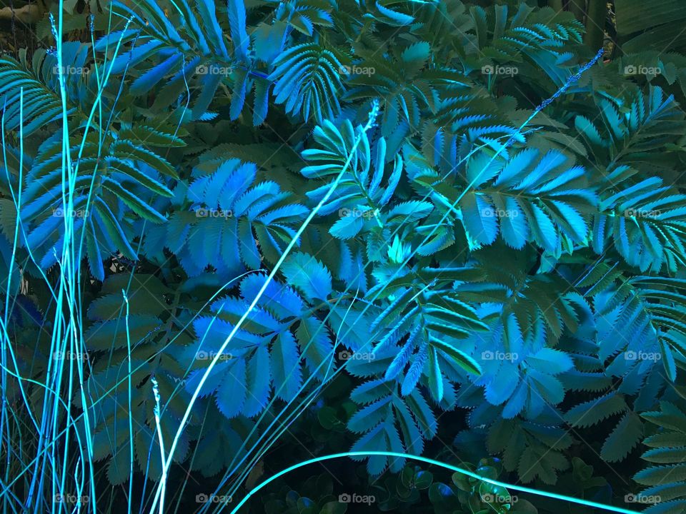 Christmas blue light on tropical garden