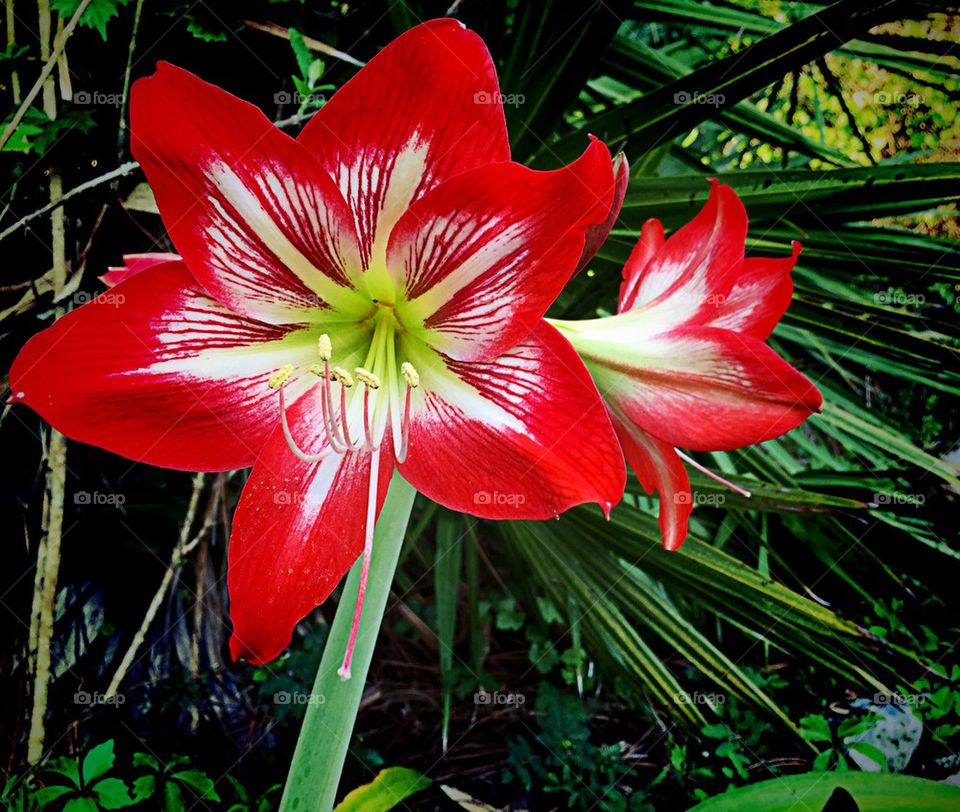 Red Lily 