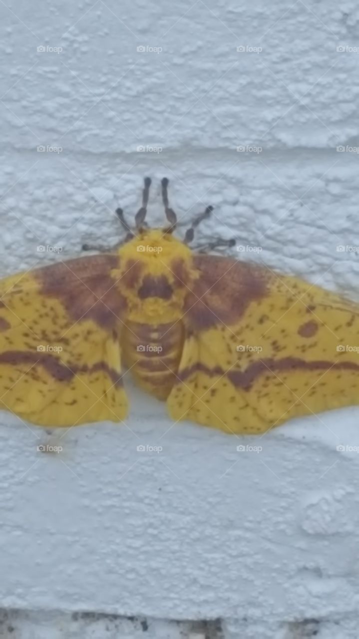 moth
