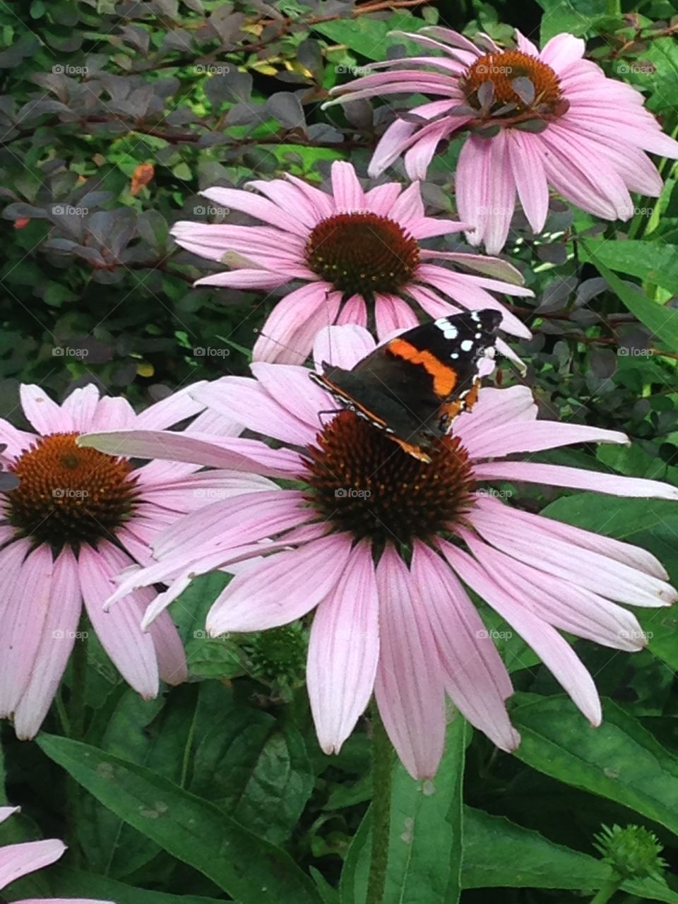 Butterfly and coneflowers