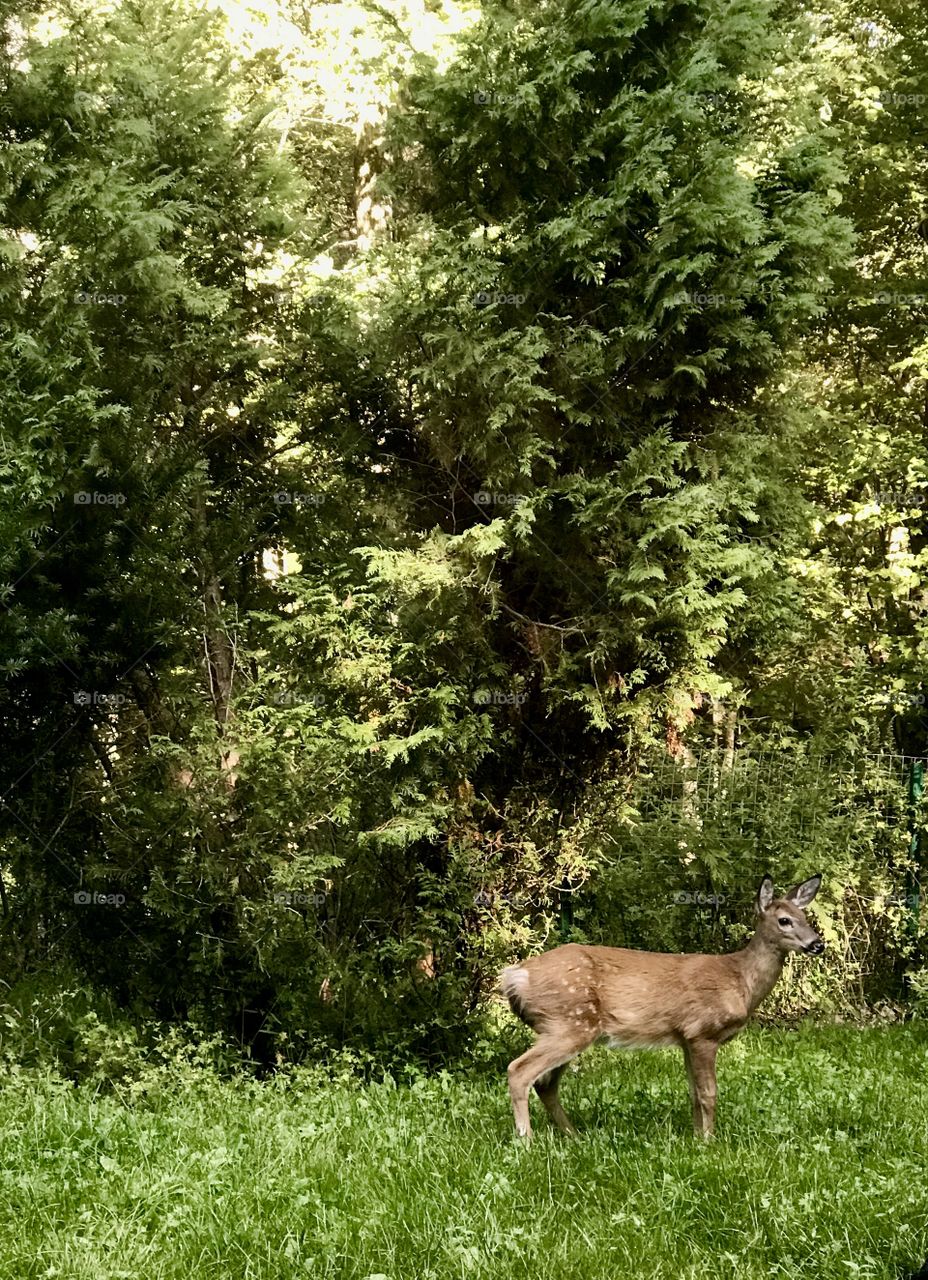 Yearling Deer in Northeast Pennsylvania USA 
