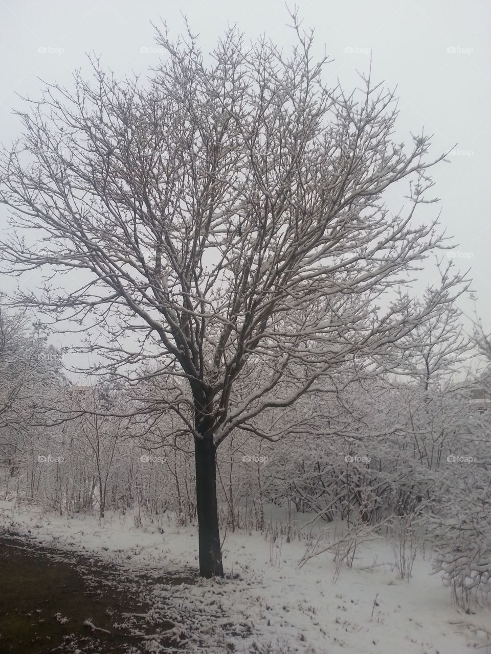 Winter, Tree, Snow, Landscape, Fog