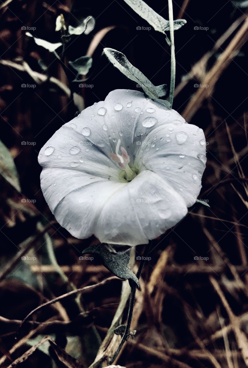 A close up of a wild white flower on a rainy day taken this morning, used contrast and darkened the light to take out every detail