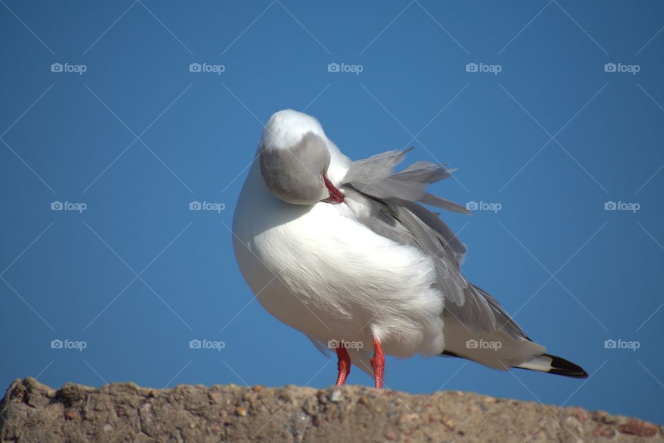 Red Billed Seagull