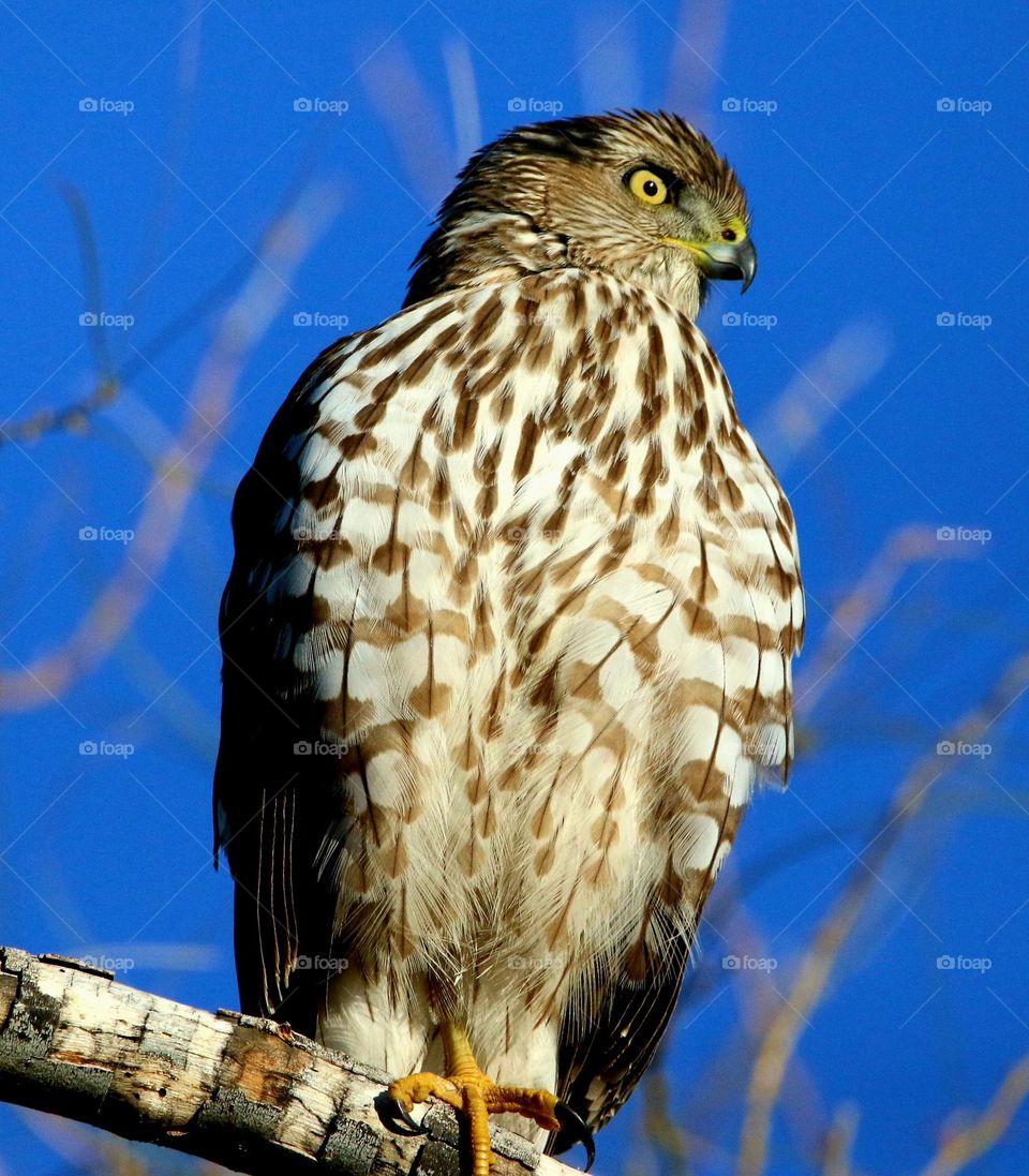 Cooper's Hawk in a Tree
