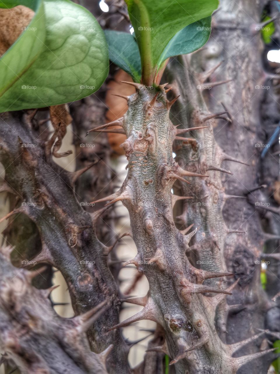 Thorny rod of an euphorbia plant.