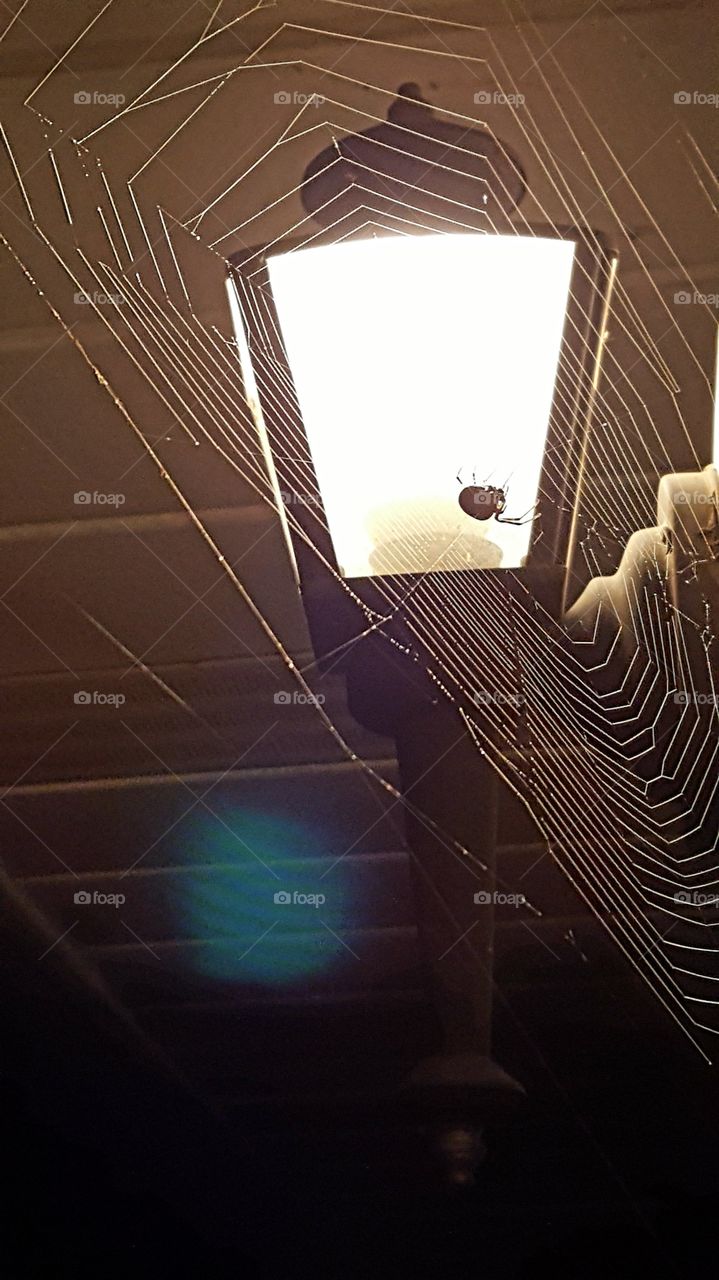 spider web