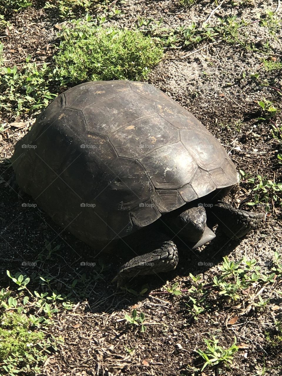 Florida gopher tortoise