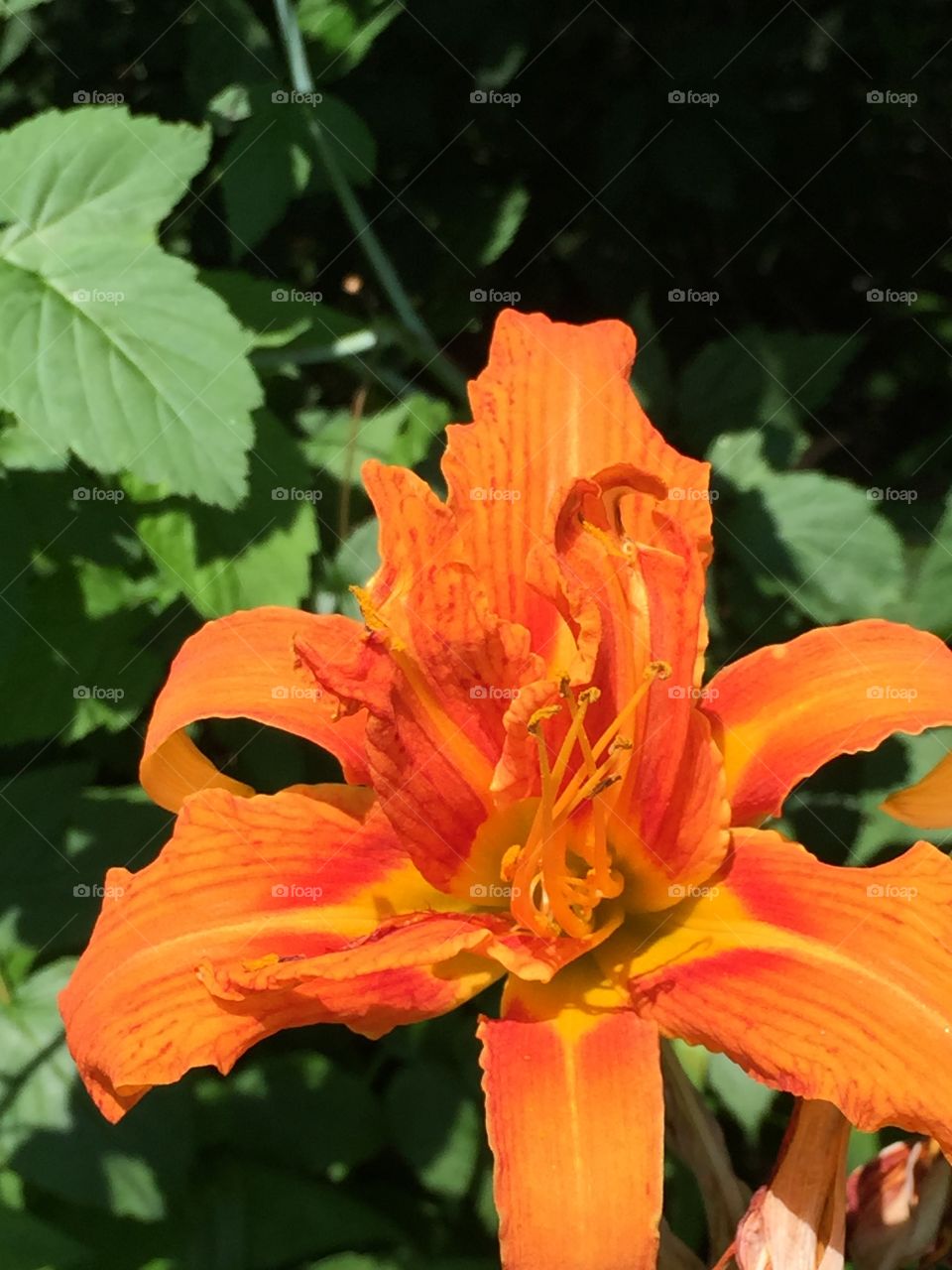 Tiger Lily. A common flower in Pennsylvania.