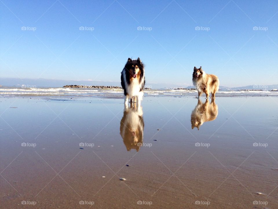 Reflecting Beach Dogs