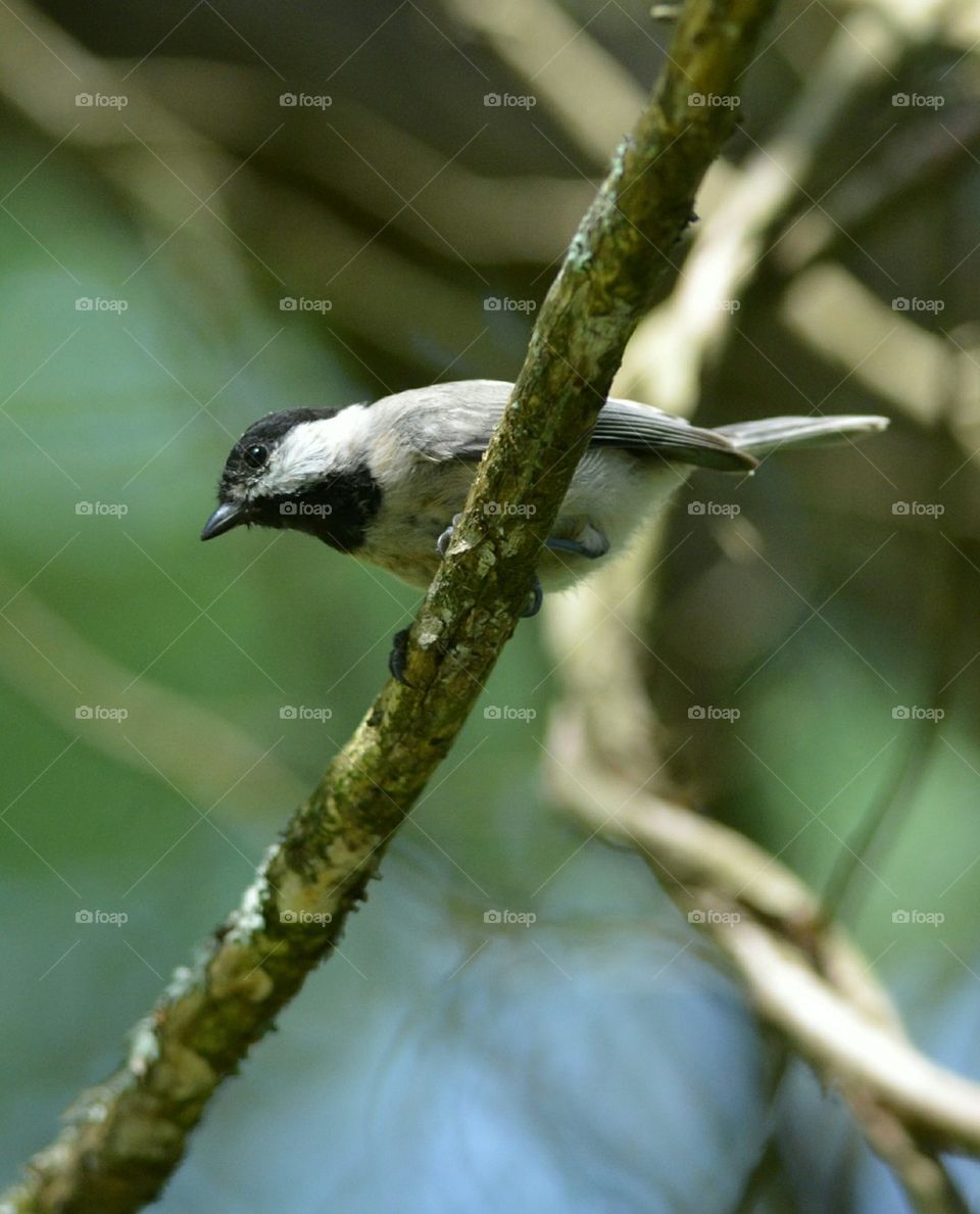 Curious Chickadee