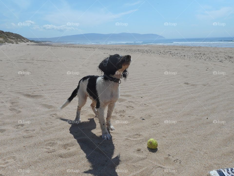 Throw the ball! 