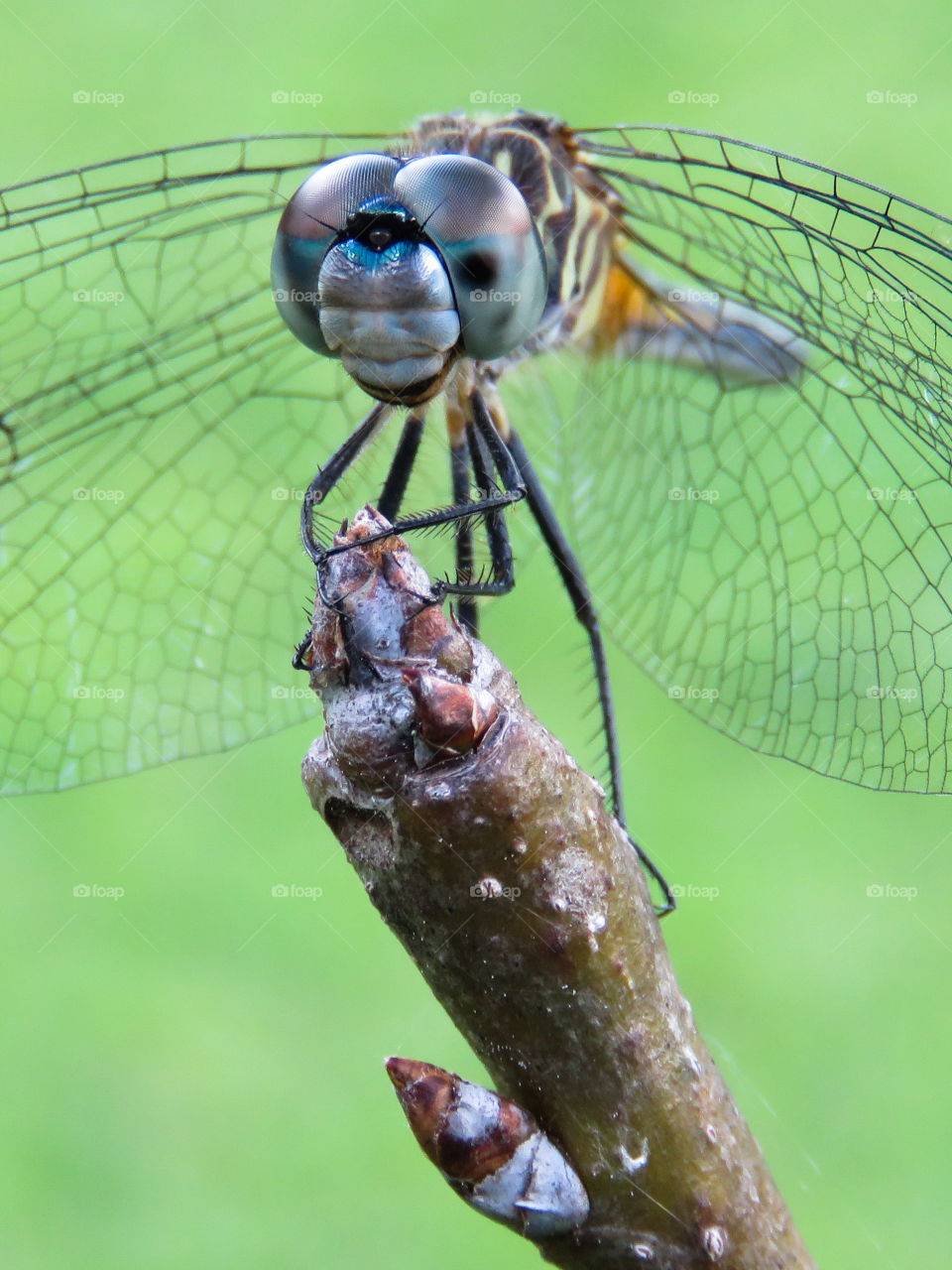 dragonfly eyes