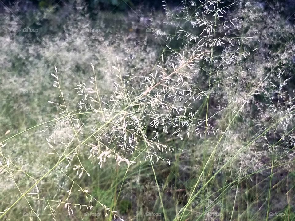 grass