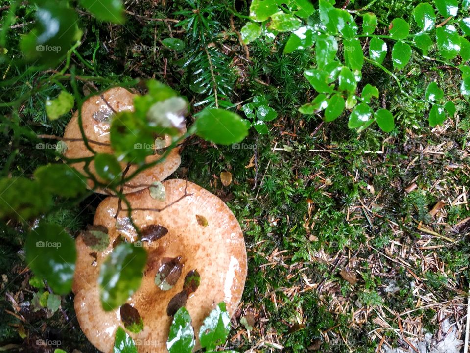 Two mushrooms after the rain