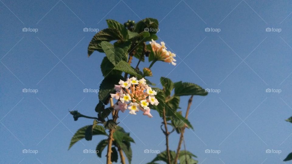 A beautiful scene of flowers plant in the forest.