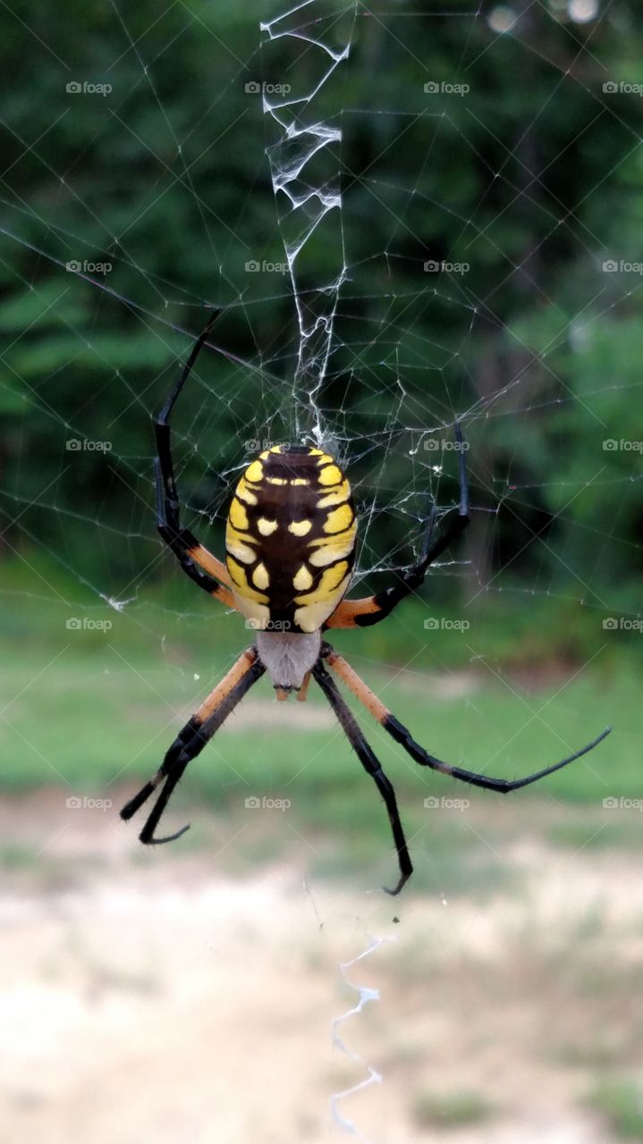 Garden Spider #foapnature'skitty