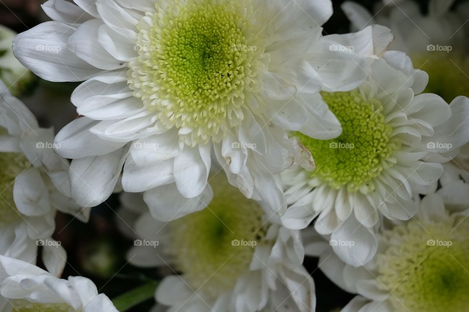 Macro white flower