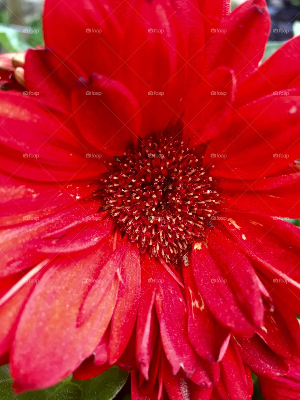 Gerber Daisy