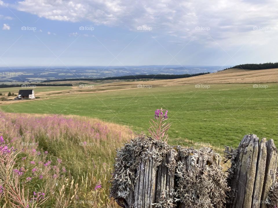 Sweet mountains landscape with some epilobium