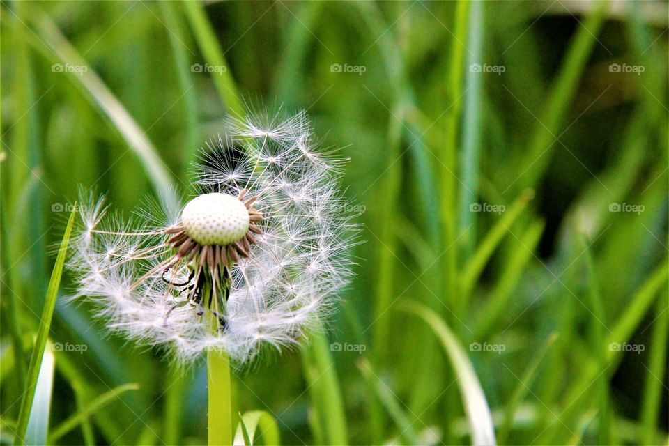 dandelion