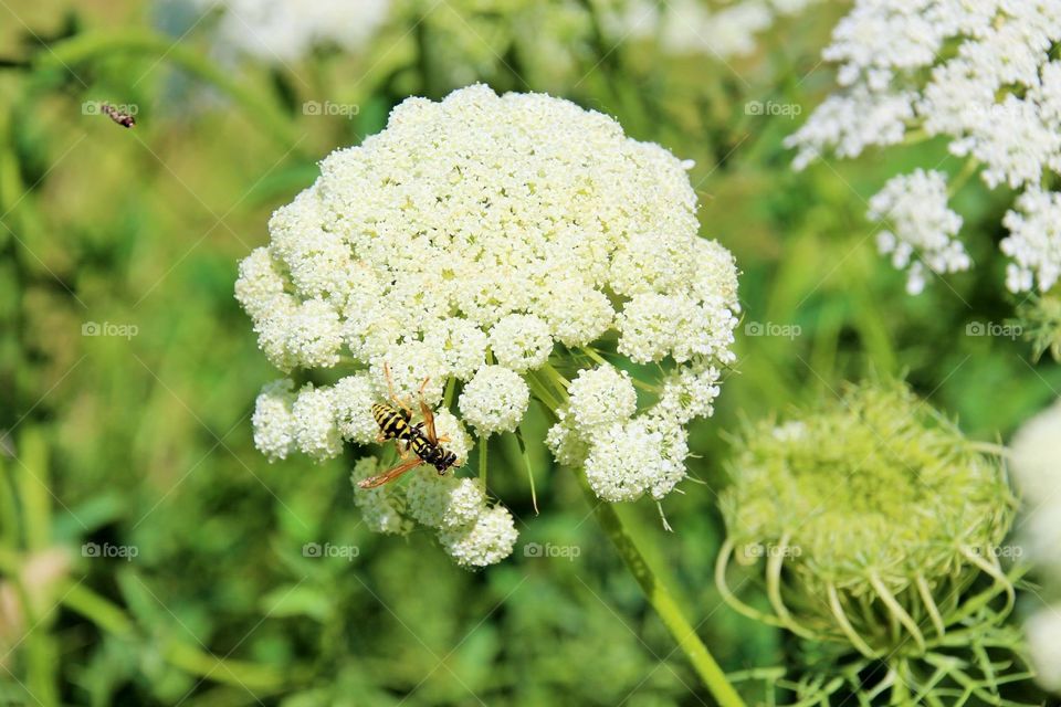 Bee on top of the flowers