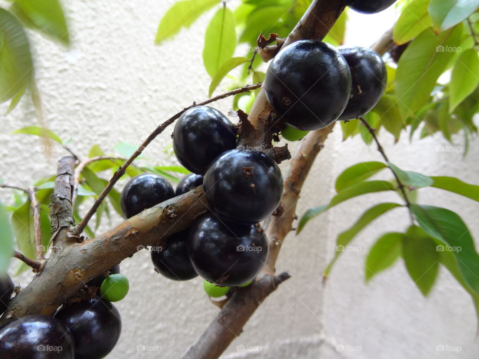 Jaboticaba 