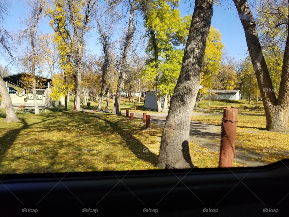 Tree, Fall, Park, Outdoors, Wood