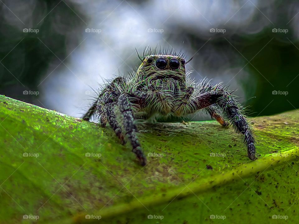 jumping spider perched on a green leaf enjoying the morning air
