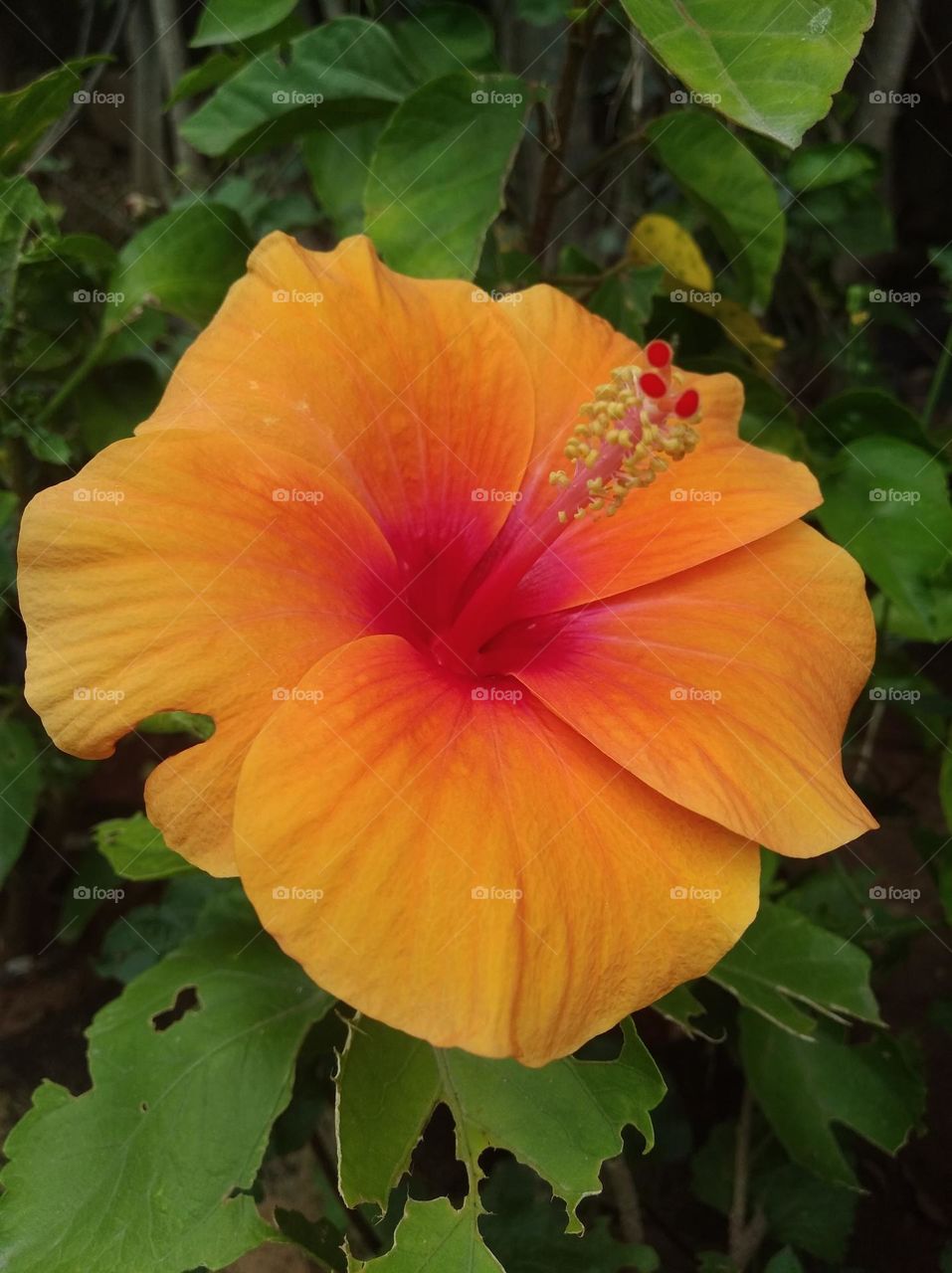 orange colour flowers seasonal fresh shurb small size looks very beautiful generally found everywhere