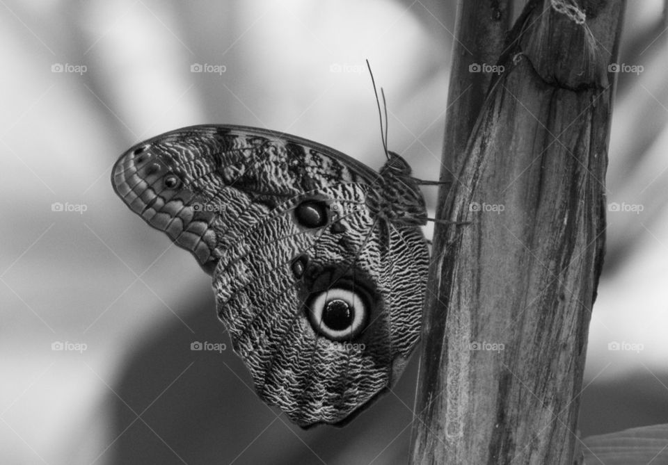 Butterfly on wood