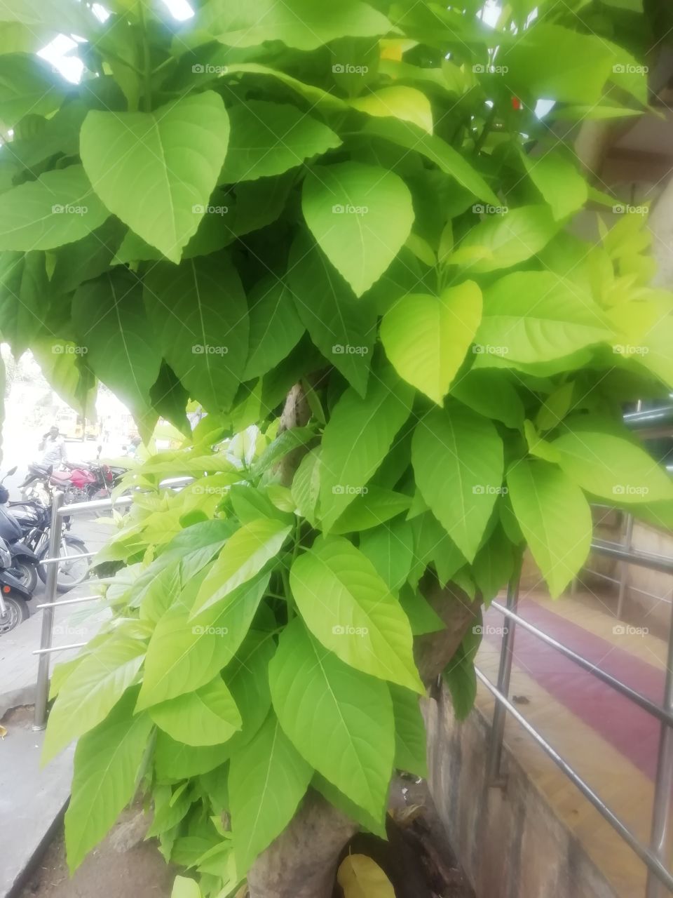 Beautiful fresh green leaves of a plant