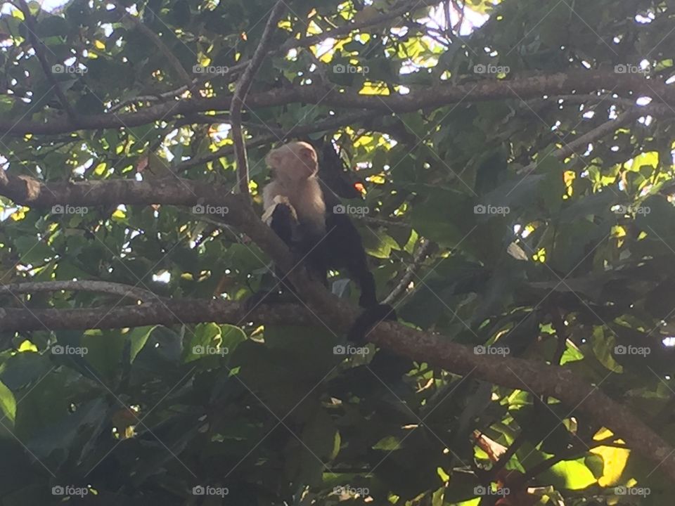 Monkeys goin bananas