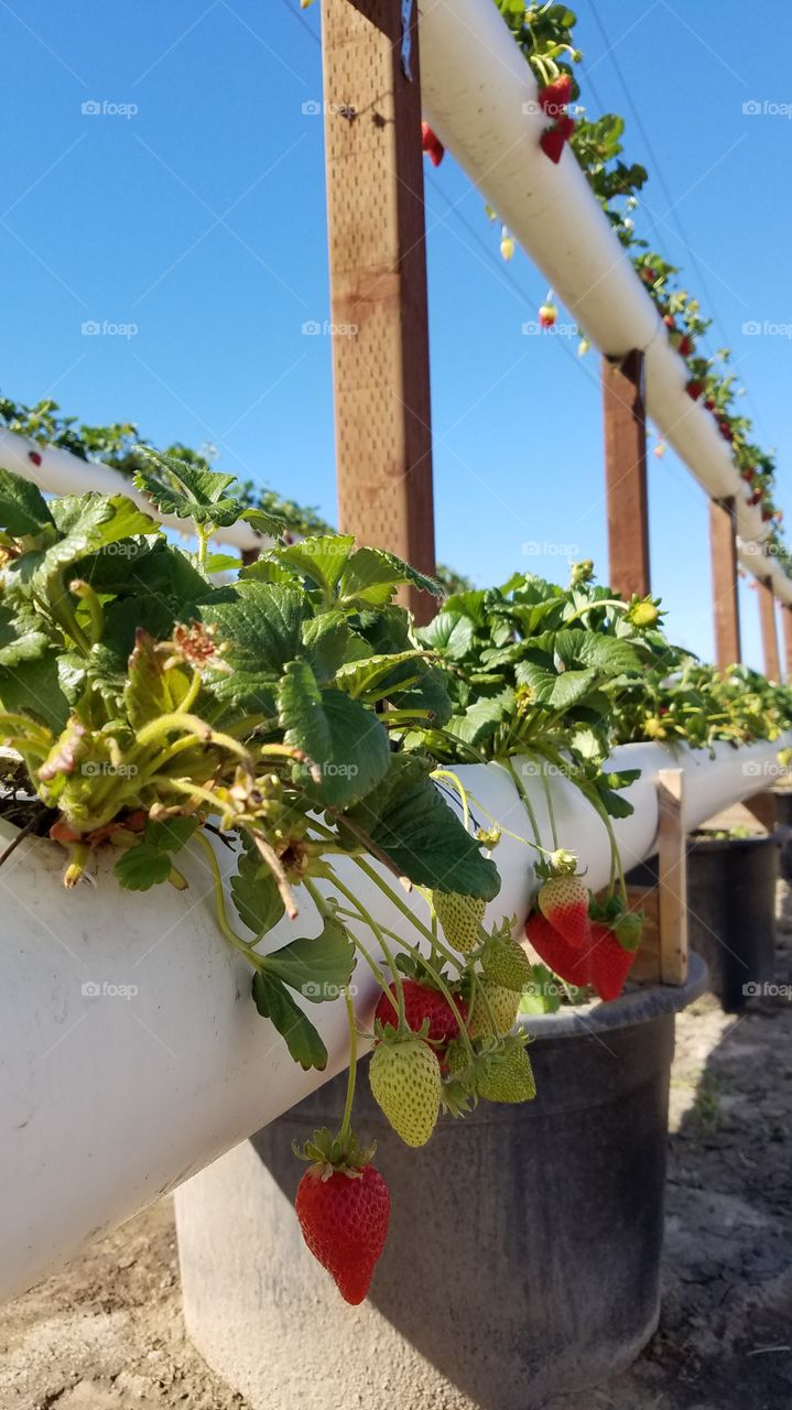 Growing strawberries