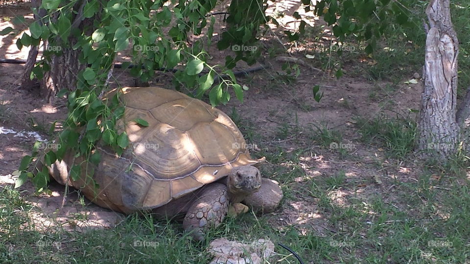 Huge turtle relaxing in the shade