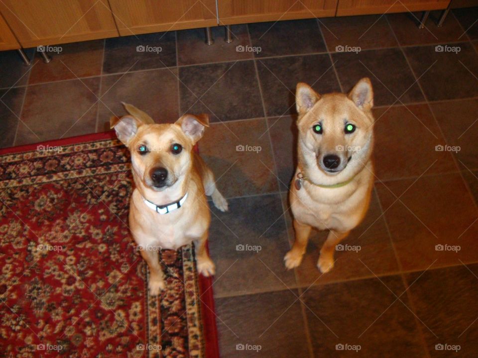 This pic shows two Pals that happen to be dogs, different breeds but each needed a home. When they came into their "forever" home they were like magnets or old souls that found each other again. A love story.