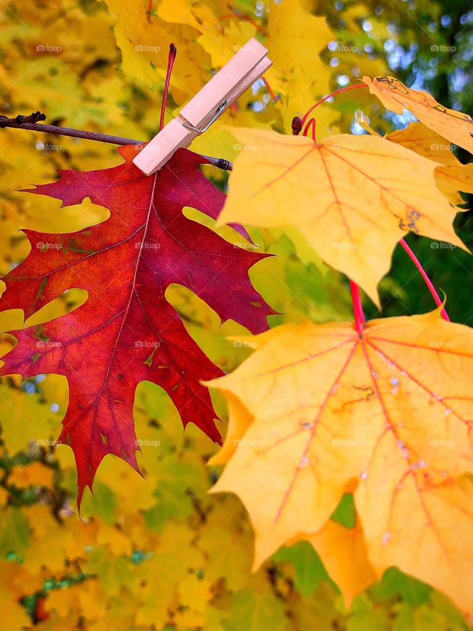 red oak leaf attached with a wooden clothespin to a maple branch with yellow leaves