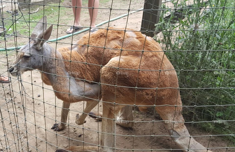 Kangaroo