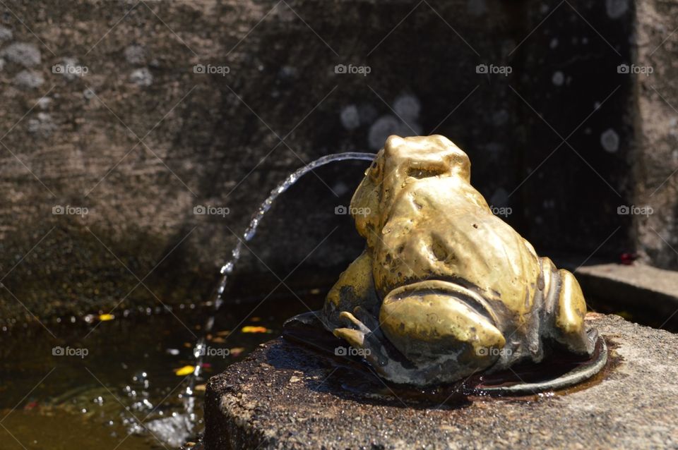 A gold frog fountain at Butchart Gardens 