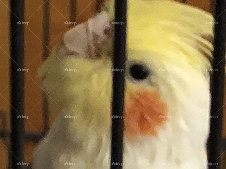 Rose colored cheek cocketiel