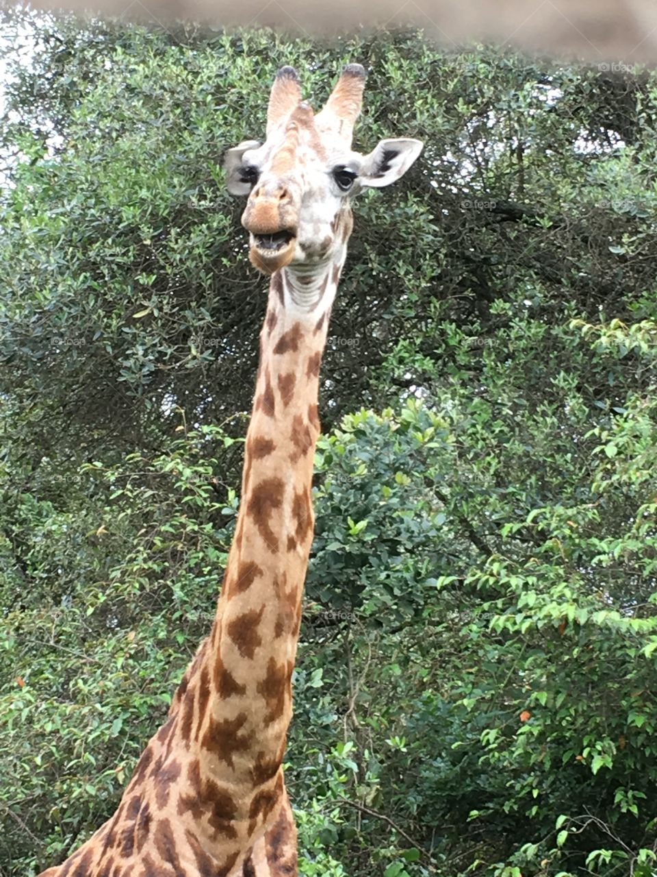 Giraffe Kenya Africa