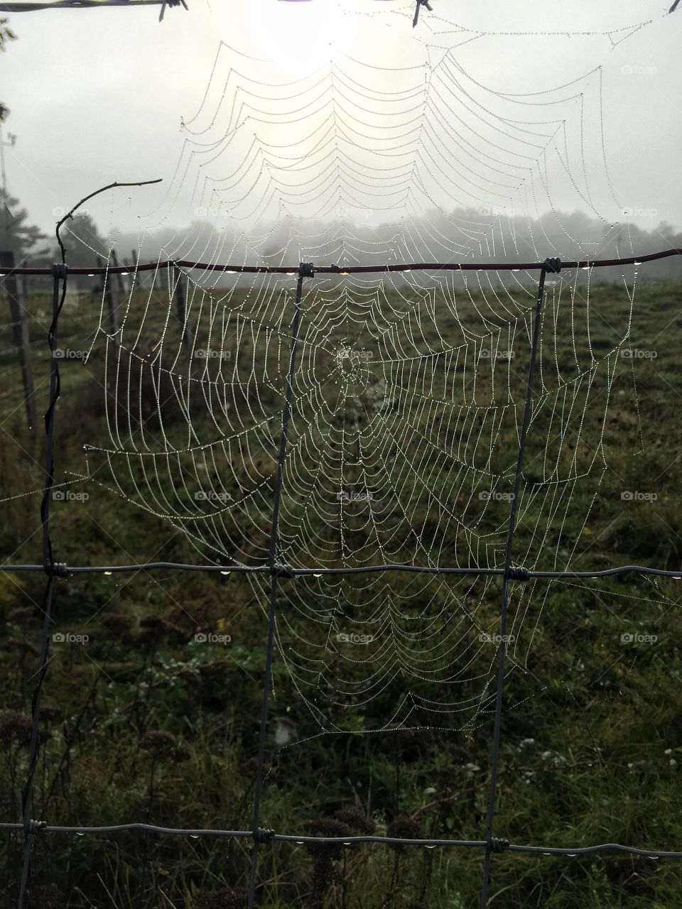 Dewey Spiderweb 